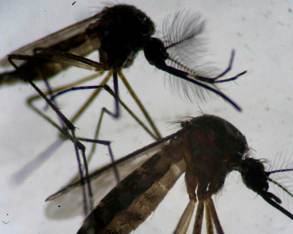 Invasive tropical mosquito found breeding in east London homes