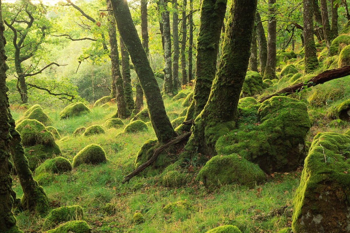 Climate Change Is Making Rainforest Restoration Harder, Expert Warns