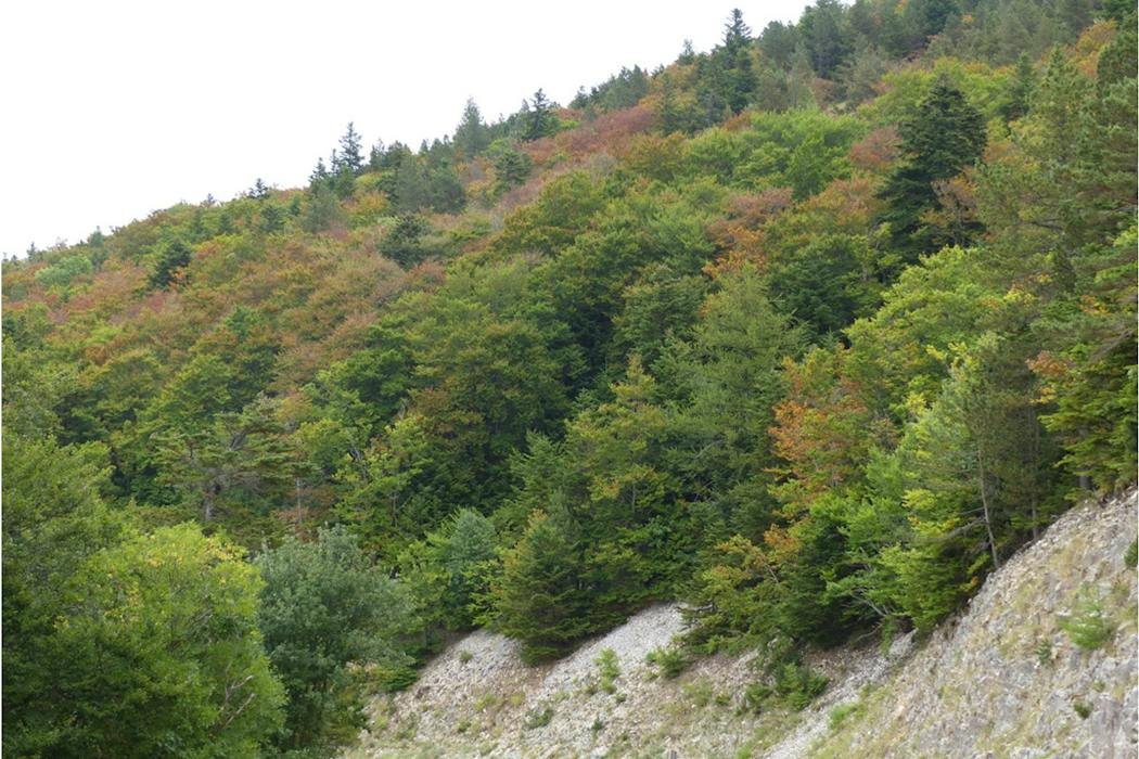 Drought Turns Forests From Carbon Sinks Into Emitters