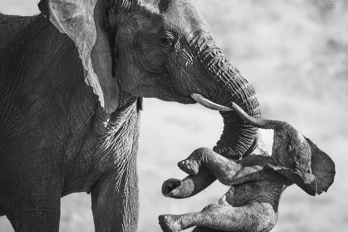Elephant Mourning Calf Wins Wildlife Photographer of the Year