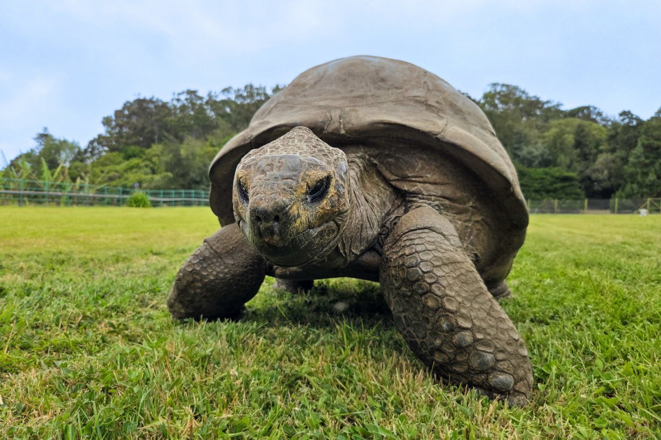 Jonathan the 194-year-old tortoise reveals genetic secrets of longevity