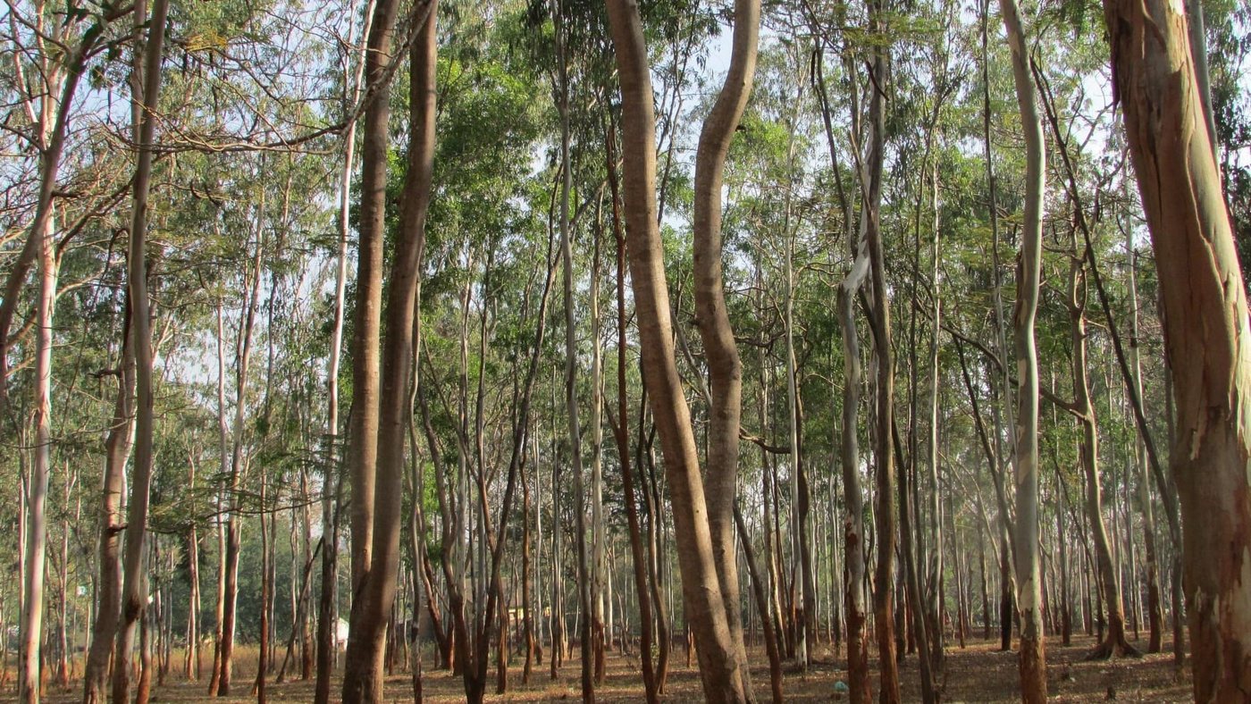Eucalyptus plantations in Brazil create ‘green desert’ that dries rivers and displaces families