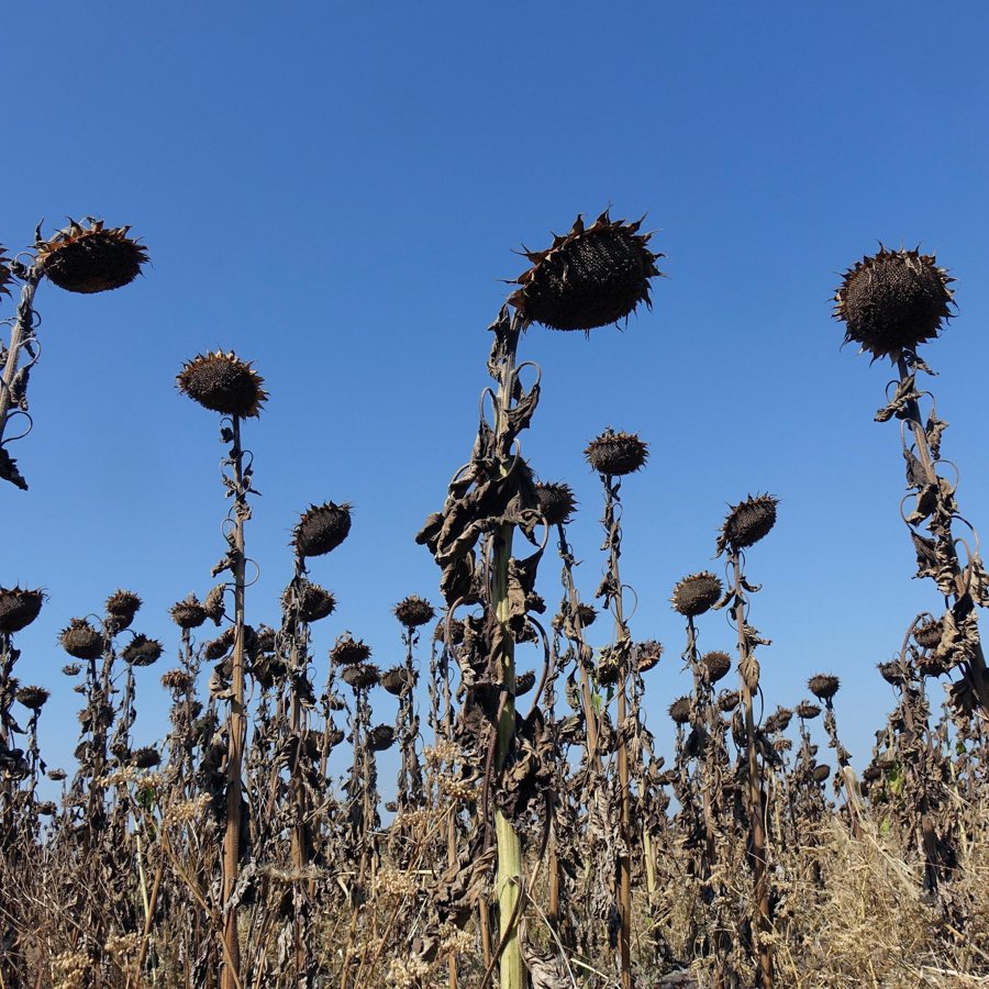 Prolonged Drought Affects Southern and Eastern Germany