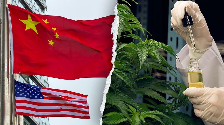 Former acting DHS chief warns Chinese criminal groups infiltrate US hemp industry