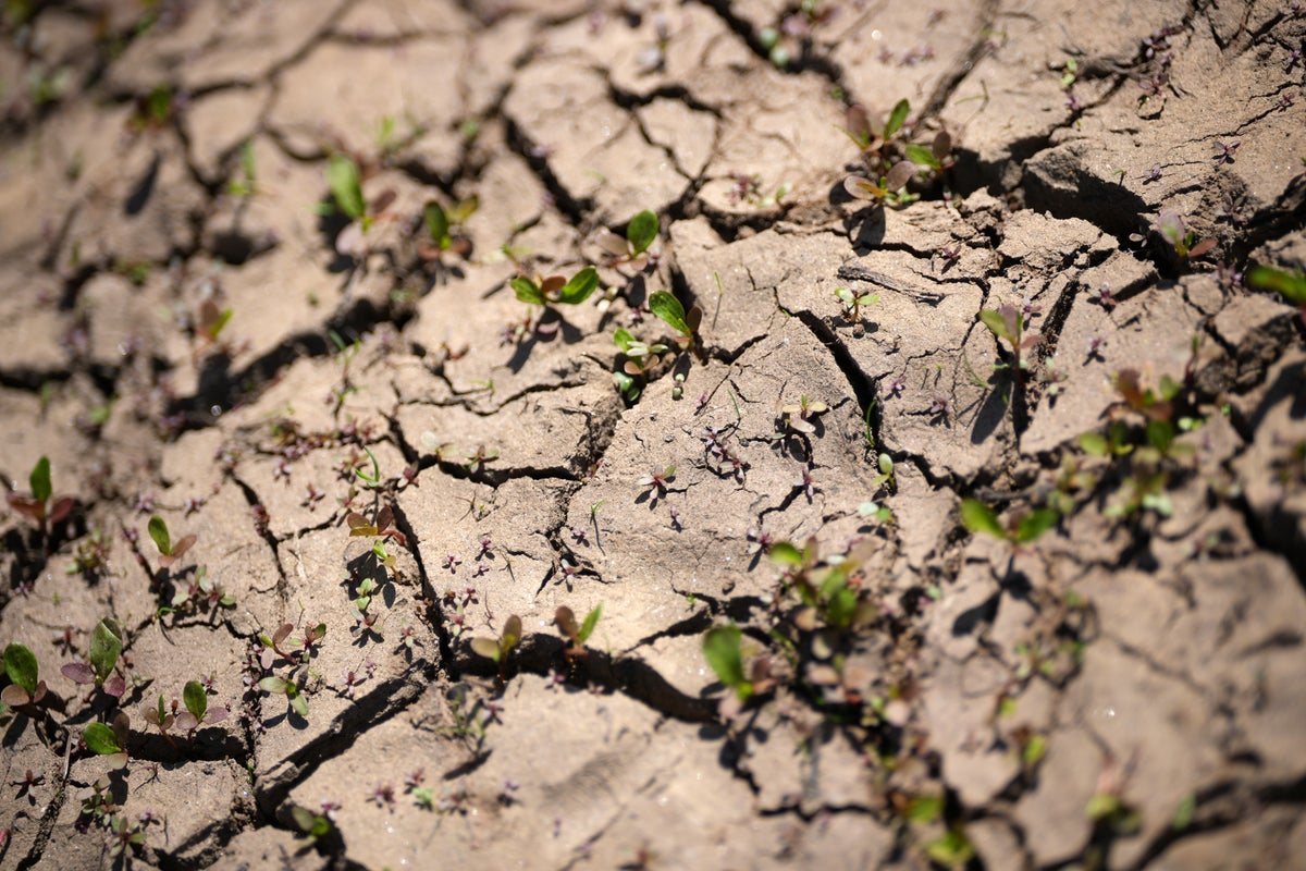 El Niño could push up UK food and borrowing costs in 2027, Bank of England warns